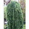 Larix kaempferii Stiff Weaping 04