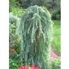Larix%20kaempferii%20Stiff%20Weeper%2001
