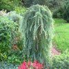 Larix kaempferii Stiff Weeper 03 1 1