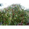 Malus hybr Fontana 02