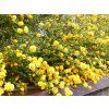 Kerria japonica Pleniflora 02