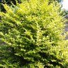 Ligustrum%20vicaryi%2001