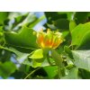 Liriodendron%20tulipifera%2004
