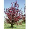 Malus hybr Roalty02
