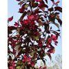 Malus hybr Roalty03