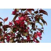 Malus%20hybr%20Roalty01