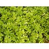 Pachysandra%20terminalis%2001