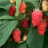 Rubus idaeus Tulameen1m