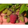 Rubus%20idaeus%20Tulameen%2002
