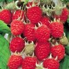 Rubus%20idaeus%20Zeva