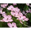 Cornus%20kousa%20Satomi