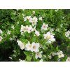 Philadelphus Belle Etoile 03