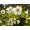 Philadelphus Belle Etoile1