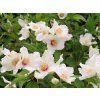 Philadelphus%20Belle%20Etoile%2001