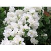Philadelphus%20virginalis%20Virginal%2001