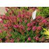 Erica%20vagans%20Birch%20Glow%2001b