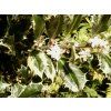 Ilex aquifolium Argentea Ferox 03