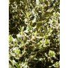 Ilex aquifolium Argentea Ferox 04