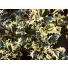 Ilex%20aquifolium%20Argentea%20Ferox