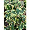 Ilex aquifolium Madame Briot 01
