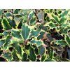 Ilex aquifolium Madame Briot 02