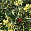 Ilex%20aquifolium%20Madame%20Briot