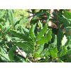 Quercus turneri pseudoturneri 03