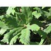 Quercus turneri pseudoturneri 04