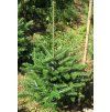 Abies%20koreana%2002%2050 60