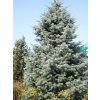 Abies%20concolor%2002