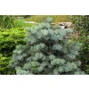 Abies%20concolor%20Compacta%20031