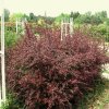 Berberis%20thunbergii%20Red%20Chief%2001