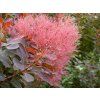 Cotinus coggygria Royal Purple02