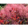 Cotinus coggygria Royal Purple03