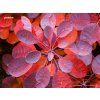 Cotinus coggygria Royal Purple04