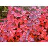Cotinus coggygria Royal Purple05