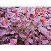 Cotinus coggygria Royal Purple06