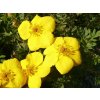 Potentilla%20fruticosa%20Goldteppich%2001