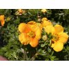 Potentilla%20fruticosa%20Hopley%20s%20Orange%2002