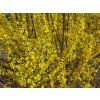 Forsythia intermedia Lynwood 02