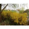 Forsythia intermedia Lynwood 03