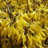 Forsythia intermedia Lynwood 01
