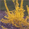 Forsythia%20Primulina