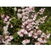 Deutzia%20scabra%20Pride%20of%20Rochester