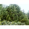 Pinus leucodermis CompactGem 04