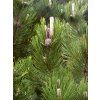 Pinus leucodermis CompactGem 05