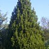 Pinus leucodermis CompactGem 01 1