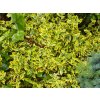 Euonymus%20fortunei%20EmeraldGold01