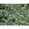 Euonymus%20fortunei%20Emerald%20Gaiety%2001