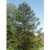 Araucaria%20araucana%2002